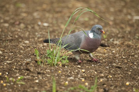 Common wood pigeon