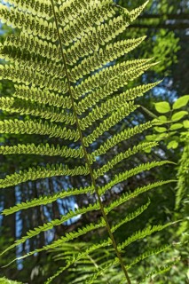 Leaf of a male-fern