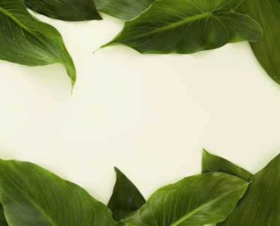 Top view lots leaves with copy space. Resolution and high quality beautiful photo