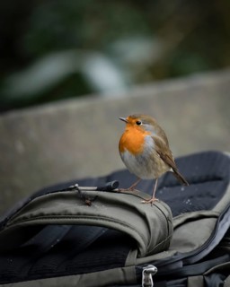 European robin