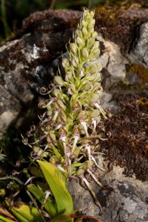 Goat's tongue Inflorescence with a few open white-purple flowers in front of a rock
