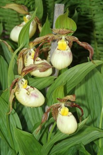 Kentucky lady's slipper southern lady's slipper