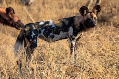 African wild dog