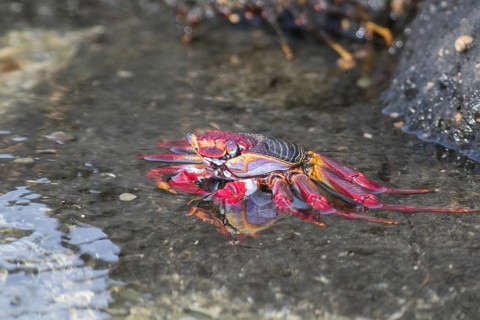 Red rock crab
