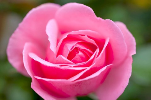 Rose blossom
