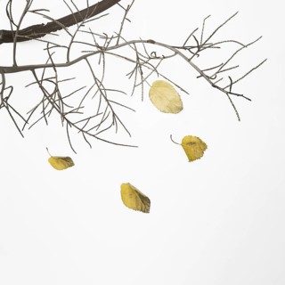 Fallen tree branch with dry leaves