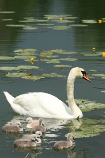 Mute swan