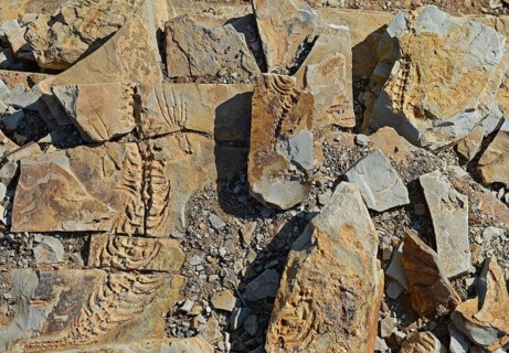 Approx. 300 million year old fossils of Mesosaurus tenuidens near Keetmanshoop