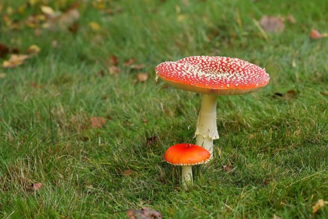 Fly agaric