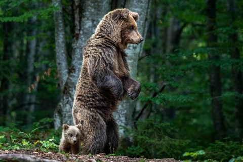 European brown bear
