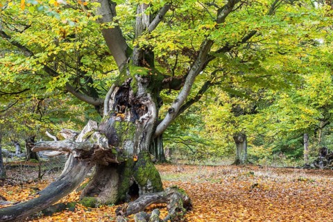 Old hute beech in autumn