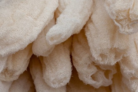 Dishrag gourds