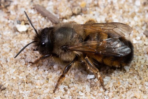 Red mason bee sitting on sand left looking