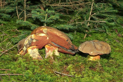 Lurid bolete