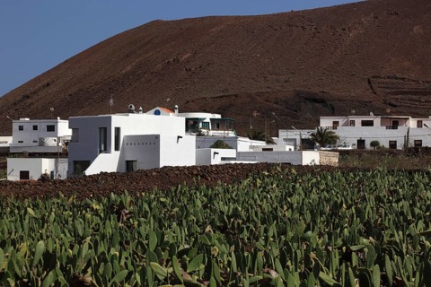 (Opuntia) plantations for the breeding of the cochineal scale insect, near Guatiza, Lanzarote,