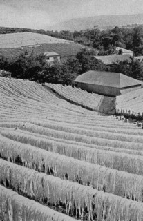 Sisal for drying on a German farm in Deutsch-Ost