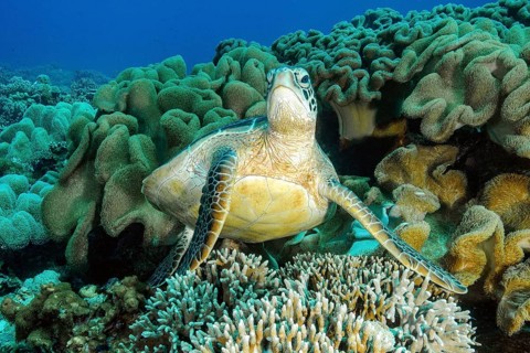 Green turtle