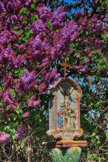 Wayside shrine in front of flowering lilacs near Hilders in the Rhoen