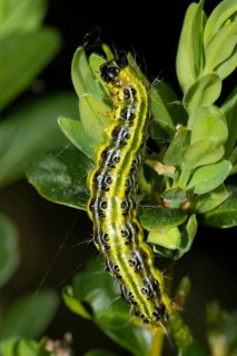 Boxwood tongues caterpillar hanging on green leaf looking up