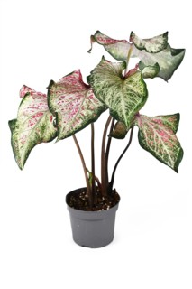 Exotic Caladium Candyland plant with beautiful white and green leaves with pink freckles in flower pot on white background