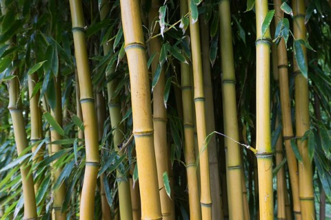 Yellow groove bamboo