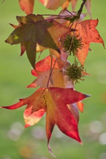 Sweetgum