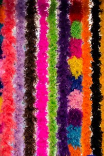 Beautiful bird feathers for decorative purposes