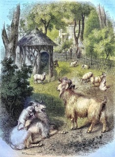 Cashmere goats from Tibet in the garden of the Museum of Nature in Paris