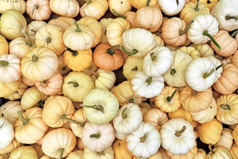 Top view of many small white Baby Boo pumpkin with white and yellow skin in pile