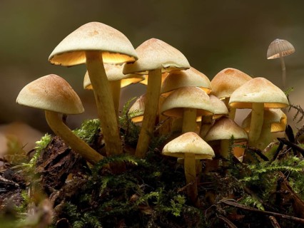 Group of green-leaved sulphur tuft