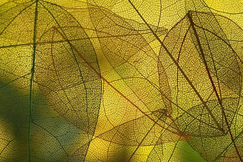 Vibrant green autumn leaves. Resolution and high quality beautiful photo