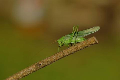 Great green bush cricket
