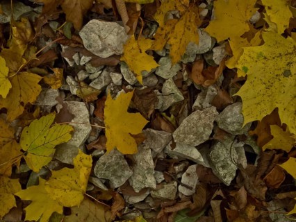 Autumn leaves with stones near the Urach waterfall