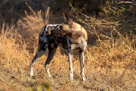 African wild dog