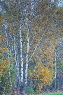 Warty birch