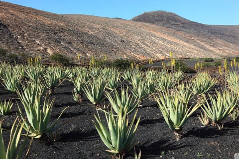 Aloe Vera Plantation at Orzola