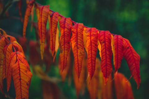 Staghorn sumac