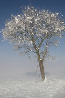 Field maple