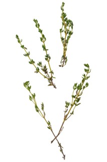 Twigs of thyme scattered on a white background