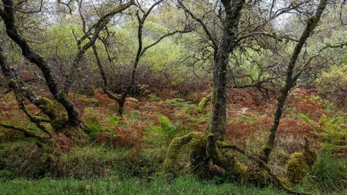 Forest with ferns in autumn