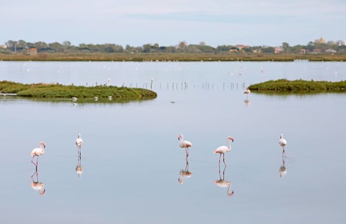 Flamingos