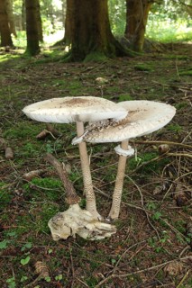 Parasol or common giant parasol mushroom