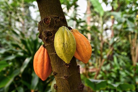 Theobroma Cacao cocoa plant tree with huge yellow and green cocoa beans used for production of chocolate