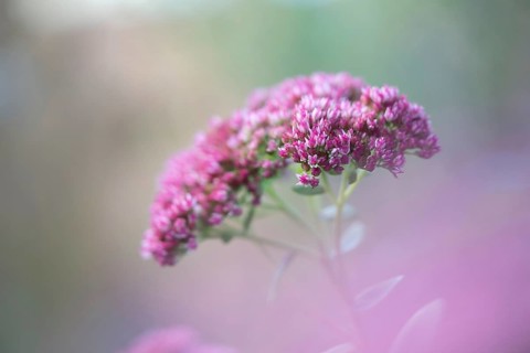 Showy stonecrop
