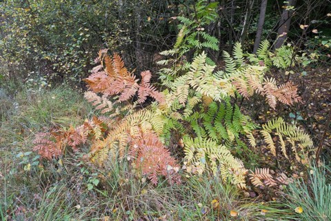 Royal fern