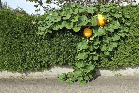 Pumpkins