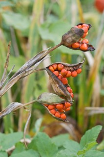 Stinking iris
