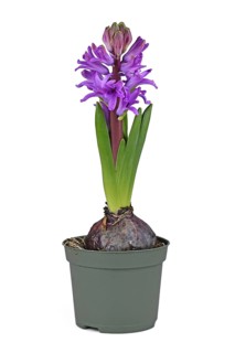 Hyacinth plant 'Hyacinthus Purple Sensation' with violet blooming flowers in pot on white background