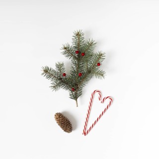Fir tree branch with candy cane cone