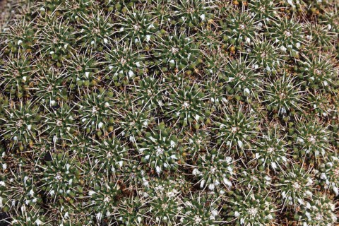 Nipple cactus